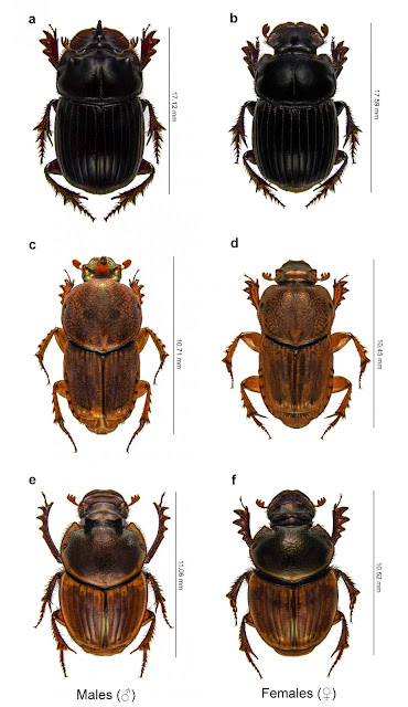 Crappy news for the dung beetle and those who depend on them