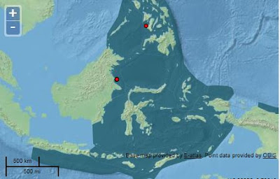 10 Karang Acropora Endemik Indonesia