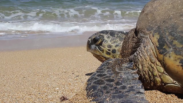 A turtle on the beach.