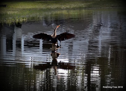 Drying his wings