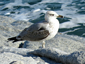 Juvenile Herring Gull,Cami de Ronda, S'Agaró, Catalonia