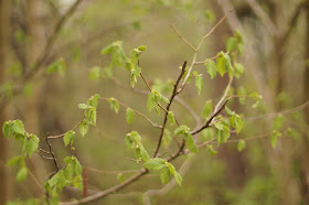 wildflowers in the woods in spring Norfolk