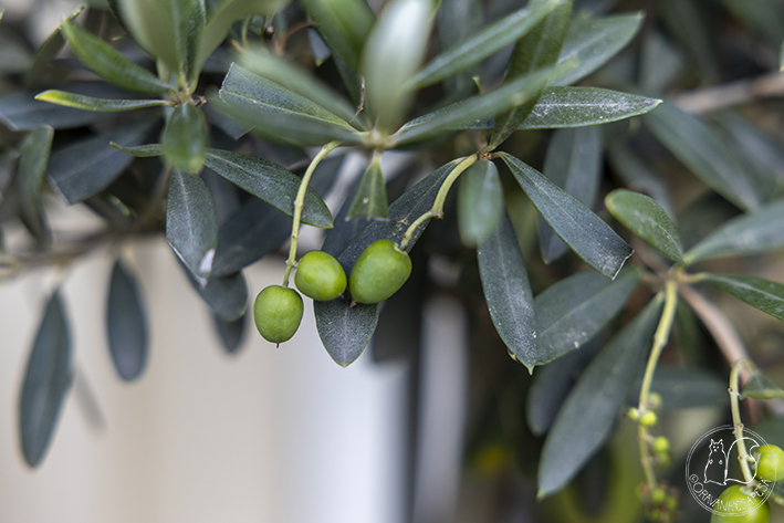Oravankesäpesä siirtolapuutarha puutarha oliivipuu oliivi