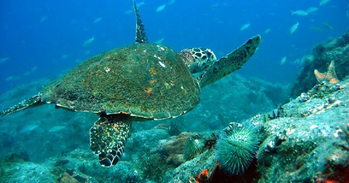 Mergulho em Ilha Grande: Descubra os Melhores Locais para Iniciantes e experientes