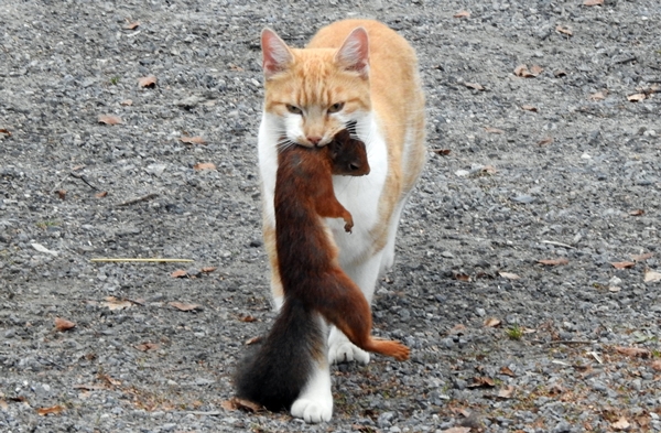 ekorn pus katt pusekatt kattepus