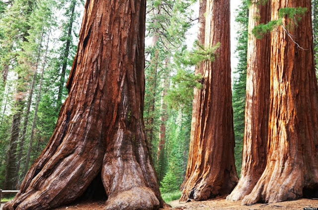 Sequoia National Park