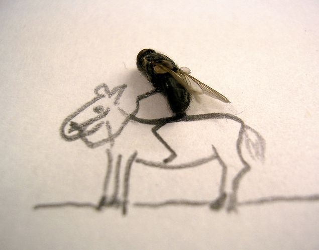 [dead-fly-art-14.jpg]