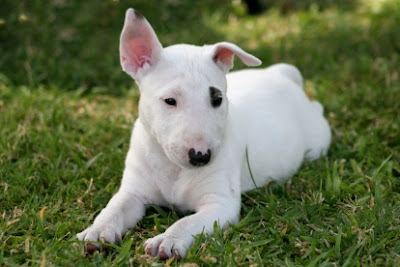 Bull Terrier Puppies Pictures