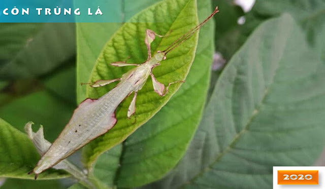 Côn trùng Phyllium Asekiense: chàng là cành, thiếp là lá