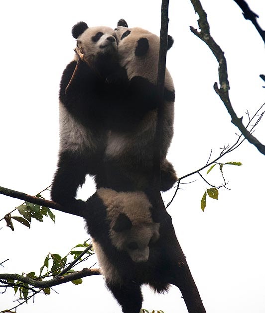 Blog Orandableg Gambar  anak  beruang panda  panjat pokok