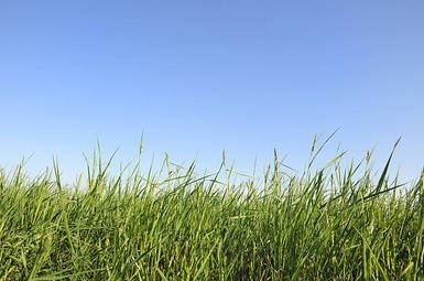 green-grass-against-the-blue-sky