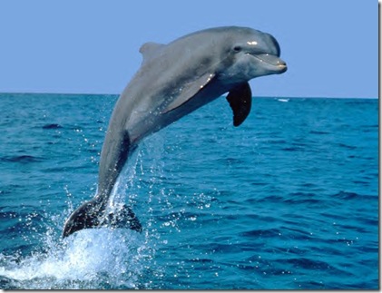 jump dolphin