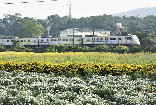 苗栗銅鑼杭菊11月雪，邱家古厝拍杭菊火車，菊祥如芋杭菊芋頭節