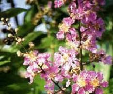 tumbuhan herbal Bungur (Lagerstroemia speciosa Pers.) 