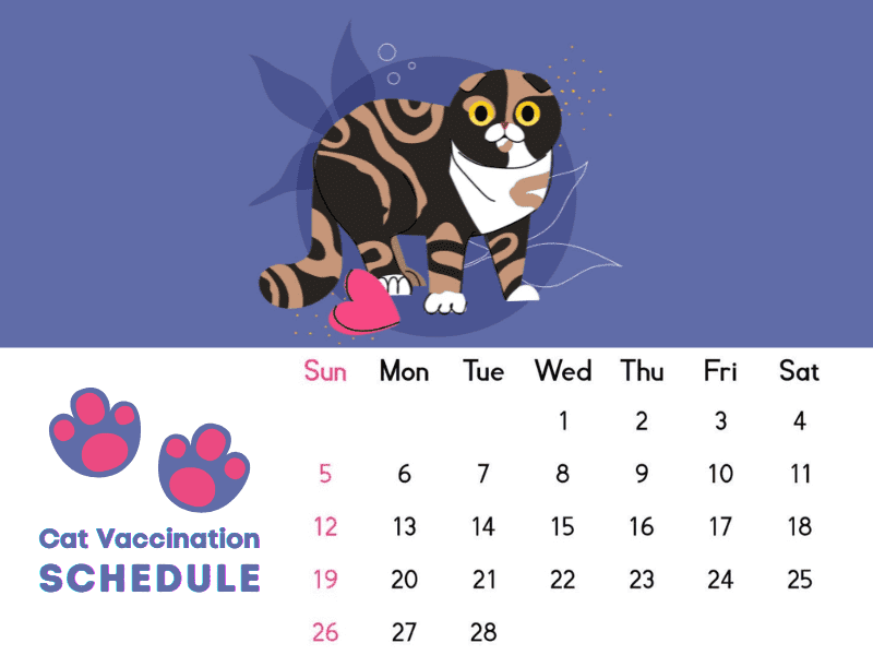 Cat vaccination schedule
