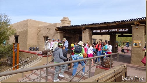 Desert museum_015