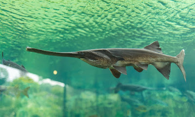 Ikan Polyodon / Paddlefish