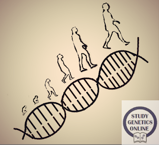 Image: Genetic diversity and evolution