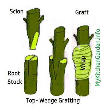 Mango grafting procedure