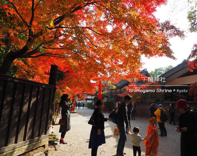京都 下鴨神社･西参道の紅葉