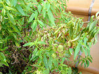 Dragonaria o boca de dragón (Antirrhinum majus f. nana)