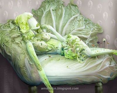 cabbage