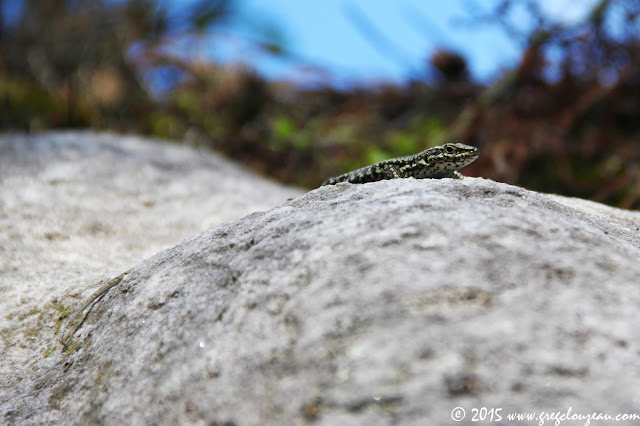 LEZARD DES MURAILLES (PODARCIS MURALIS), FONTAINEBLEAU, TROIS PIGNONS, (C) 2015 GREG CLOUZEAU