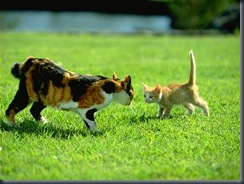 CAT_0026