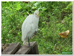 20101025_113815_011_BaLi