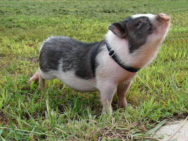 baby pig with belt in neck