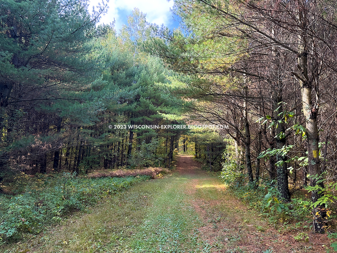 two track grass road betweeen white pines