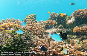 Wisata Snorkeling di Manokwari