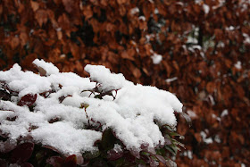 snow photo freebie