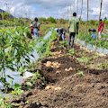 Solusi Keterbatasan Lahan, PT TPL,Tbk Bina Kelompok Tani Dengan Program Tumpang Sari (Intercrop)