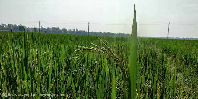 Farming in Odisha Some snaps from my village