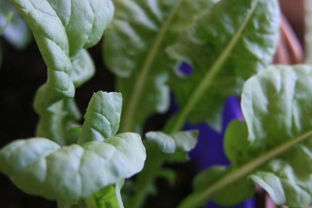 Arugula aka rocket growing in a salad bowl on my East facing patio in my tropical organic garden