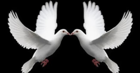 Burung Merpati Putih Lambang Cinta ~ Gembala News