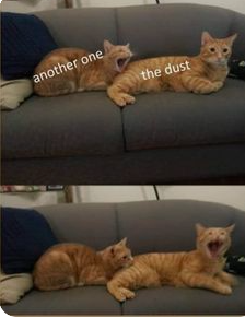 Cat memes, 15 Funniest Cat Memes to Make You LOL