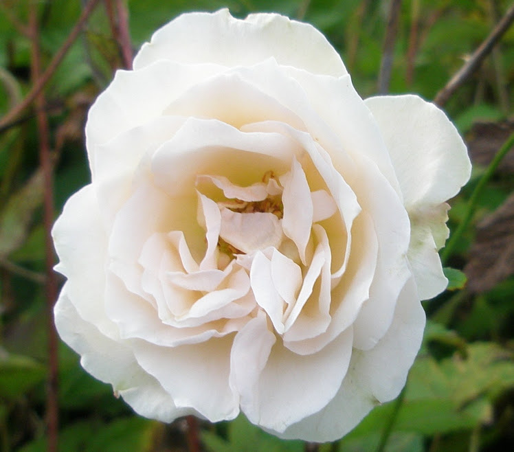 Bev.'s Roses Still Blooming