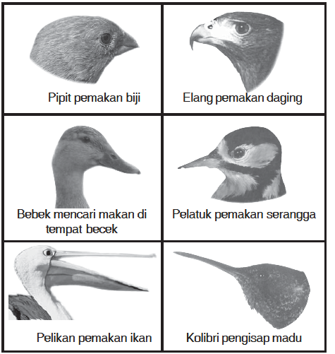 Adaptasi Makhluk Hidup Dengan Lingkungannya KAPSAINS