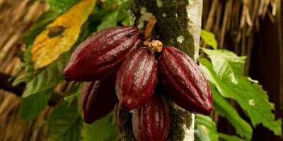 23 Manfaat Buah Coklat untuk Kesehatan dan Kecantikan Alami