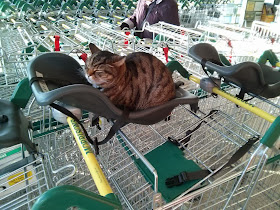 Funny cats - part 87 (40 pics + 10 gifs), cat sits on trolley