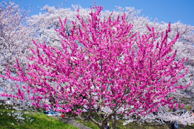 A Fragrant Inheritance: