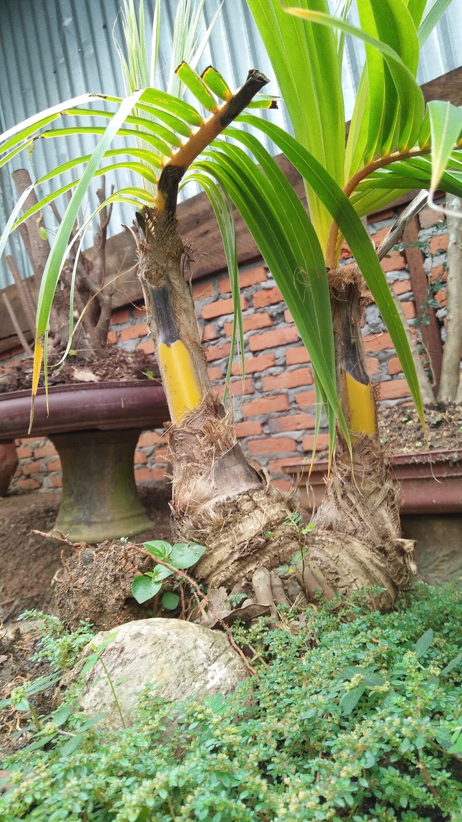  BONSAI  KELAPA  ANTIK DAN UNIK  BATANG CABANG 3 2 ADA 