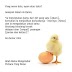 LEBIH DAHULU AYAM ATAU TELUR ?