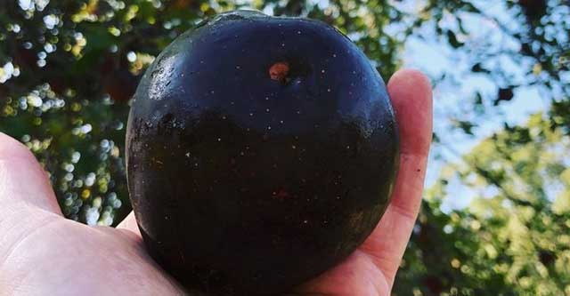 Black Diamond Apple दुनिया का सबसे महंगा सेब