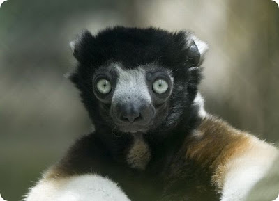 The Strangest and Rarest Animals in the World Seen On www.coolpicturegallery.net