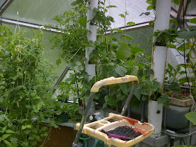 Aquaponic Strawberry Towers in the Geodesic Dome