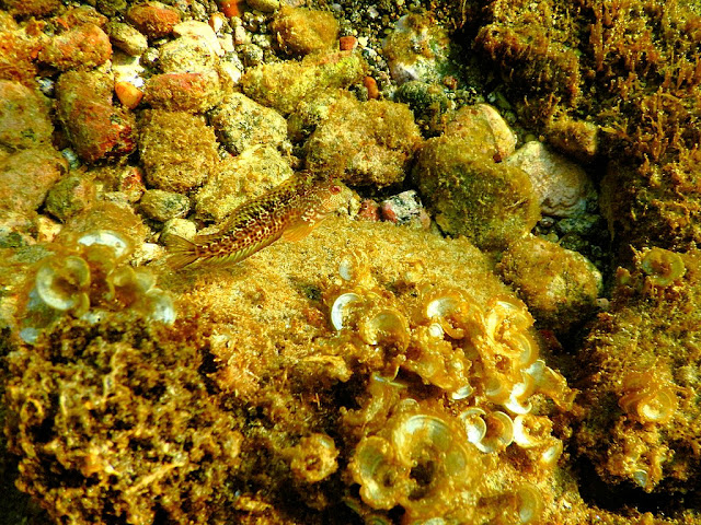 Snorkel en la costa de Almería