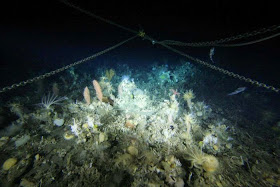 http://www.abc.net.au/news/2014-07-28/deep-sea-camera-show-commercial-fisheries-having-little-impact/5629588